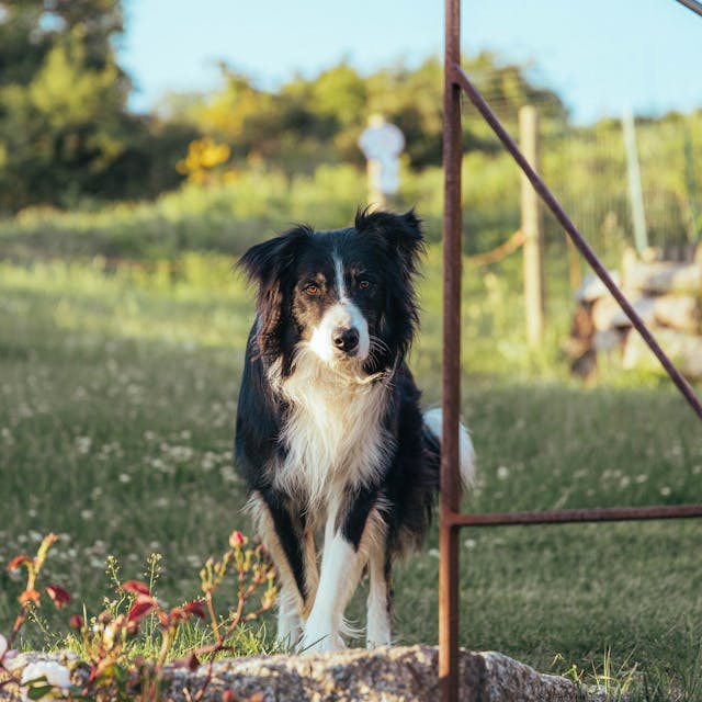 Tanana Valley Kennel Club